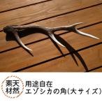 エゾシカの角 大サイズ 1本