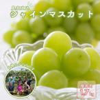 KG01 ぶどう 農家直送 シャインマスカット 約1.7kg
