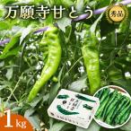 万願寺甘とう 化粧箱入 秀品 1kg