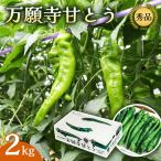 万願寺甘とう 化粧箱入 秀品 2kg