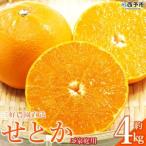 三好農園直送 秀逸柑橘 せとか 約4kg