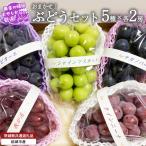 おまかせ ぶどう セット 5品種×各2房 共通返礼品