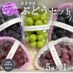 おまかせ ぶどう セット 5品種×各1房 共通返礼品