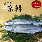漁連直送 京鰆 1.5kg以上