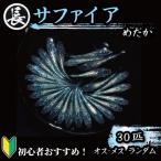 129-9 サファイア オス メス ランダム30匹