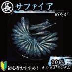 129-10 サファイア オス メス ランダム20匹