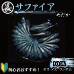 サファイア オス メス ランダム 10匹