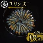 129-14 ユリシス オス メス ランダム 10匹