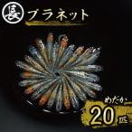 129-16 プラネット オス メス ランダム20匹