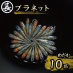 129-17 プラネット オス メス ランダム10匹