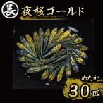 夜桜ゴールド オス メス ランダム 30匹