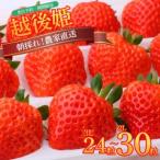 ふるさと納税 いちご 越後姫 3L〜2L 朝採れ いちご 農家直送 いちご 数量限定 いちご 生産者直送 いちご あまい いちご 美味しい いちご いち.. 新潟県新発田市