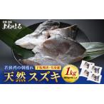 若狭湾の朝獲れ 天然 スズキ 約1kg
