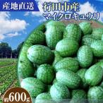 産マイクロキュウリ 600g