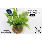 FKK19-867_アスプレニウム エメラルドウェーブ