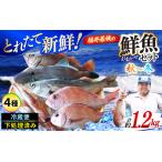 福井 若狭の鮮魚セット 秋~冬 計約1.2kg