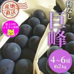 産巨峰 ピオーネ 4-6房 約2kg
