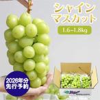 シャインマスカット 1.6-1.8kg
