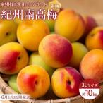 紀州南高梅 完熟梅 10kg〈大粒 3Lサイズ〉