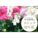 fu.... налог E0-01 Nagaoka производство ( храм .. сложенный ) stock срезанные цветы ~ красивый, долговечный, аромат * объем * цветок цвет изобилие ~ Niigata префектура Nagaoka город 