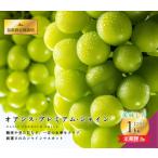 ふるさと納税 【定期便】2回 定期便 オアシス・プレミアム・シャイン 1kg （鳥取砂丘地栽培）シャインマスカット 種なし 葡萄 ぶどう 産地直送 .. 鳥取県北栄町