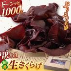 産生きくらげ 1kg