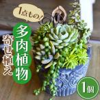 natur オリジナル 多肉植物 かわいい