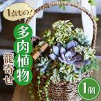 多肉植物 籠寄せ かわいい インテリア