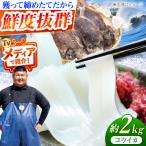 で捕れた コウイカ 約2kg