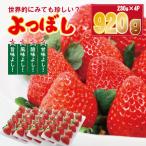 R9年1月中旬頃出荷開始 いちご よつぼし 230g×4パック