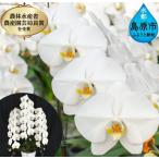 気品高く咲き誇り続ける 島原の”蘭”3本立8号鉢45輪