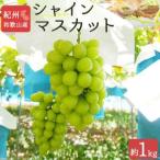 ふるさと納税 シャインマスカット 約1kg 紀州和歌山 かつらぎ産【2025年8月下旬以降発送予定】【UT118】 和歌山県和歌山市