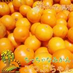 ちっちゃな有田みかん こつぶみかん 約10kg