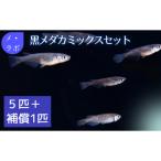 黒メダカミックスセット