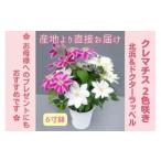 クレマチス6寸2色咲き 1鉢 【母の日 花の..