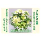 オリジナル クレマチス 花園 5寸 AT212