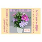 クレマチス6寸2色咲き 1鉢 【母の日 贈..