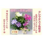 クレマチス6寸3色咲き 1鉢 【母の日 プ..