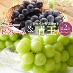 ぶどう 2026年 ニュー ピオーネ 1房 1房470g以上