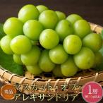 ぶどう 2027年 秀品 マスカット オブ アレキサンドリア