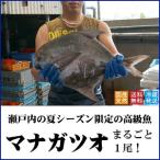 マナガツオ1尾