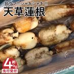 S089-010_天草蓮根 約4キロ