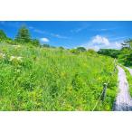 八島湿原ぐるっとウォーク~花と生きものたちとの出会い