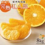 紀州有田産木成り完熟紅八朔8kg ※2027年2月下旬頃