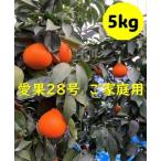 ショッピングふるさと納税 訳あり 傷 ふるさと納税 愛果28号 5kg ご家庭用 訳あり みかん 愛媛【2024年12月発送】先行予約 数量限定 愛媛県産 人気 柑橘 伊予市｜B251 愛媛県伊予市