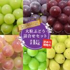 令和8年産 訳ありシャインマスカット つぶつぶ 1kg
