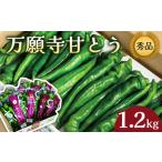 万願寺甘とう 秀品 1.2kg