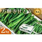 万願寺甘とう 秀品 2kg