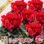 シクラメン 5~6号鉢 鉢花 生花 No.125