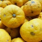 紀州和歌山のご 訳あり 柚子 ゆず 3kg+200g